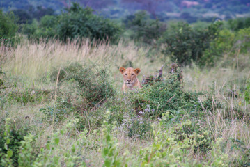 Lioness  in national park Amboseli, Kenya