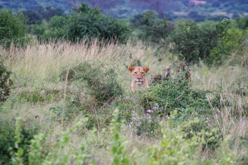 Lioness  in national park Amboseli, Kenya