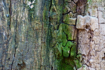 bark of a tree