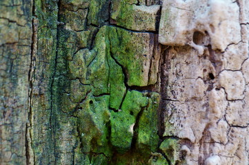 tree bark texture