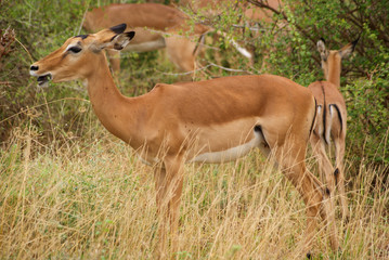 Naklejka na ściany i meble Antelope in national park Tsavo, Kenya