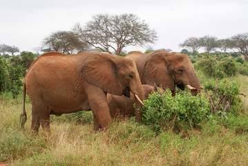 Fototapeta na wymiar Elephants in national park Tsavo, Kenya