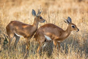 Naklejka na ściany i meble Couple of Steenboks in dry savannah in Kruger National park, South Africa ; Specie Raphicerus campestris family of Bovidae