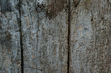 Obraz premium old wood texture