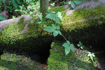 green moss on a stone