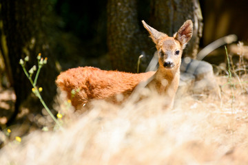 Portrait de petits chevreuils au milieu d'une foret en Europe durant l'été.