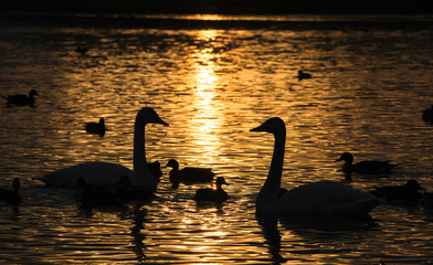 Gentle swan lake