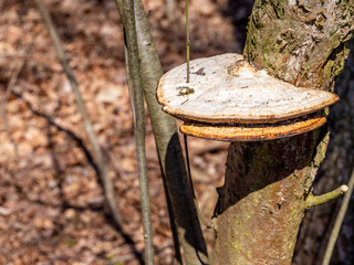 Baumpilz Fruchtkörper am Baumstamm