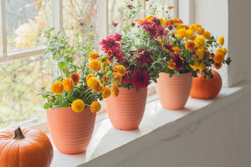 chrysanthemums  and pumpkins on old white  windowsill
