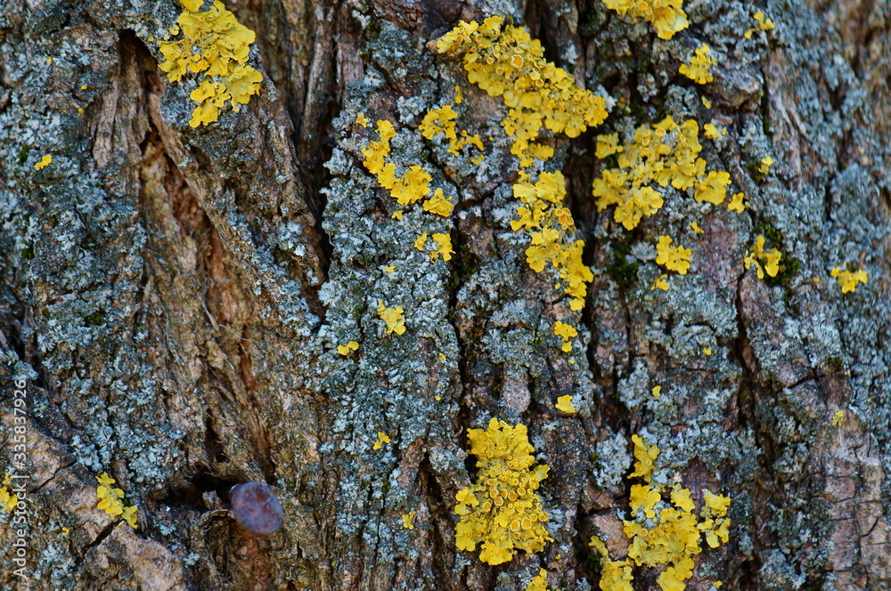 Wall mural lichen on bark