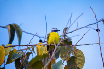 Ave de color amarilla con negro observando