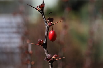 red berries on a tree