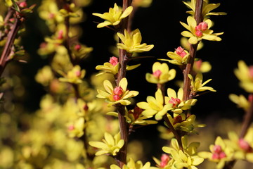 pink flowers in spring