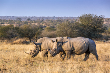 Obraz premium Southern white rhinoceros in Kruger National park, South Africa