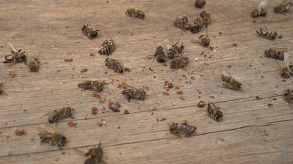 A lot of dead worker honey bees close up