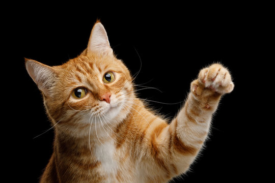 Cat raising paw store