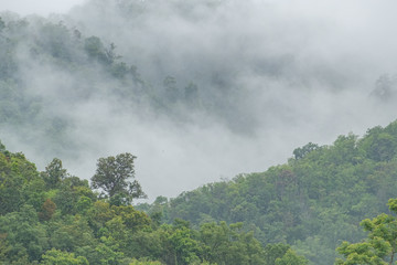 Mountain forest in the mist after rain in morning Fresh feeling fresh and cool