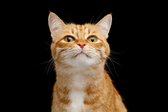 Funny Portrait of Ginger Cat Lookong in Camera on Isolated Black Background, front view