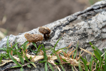 Mushrooms that grow on the roots of trees and green grass that is dry.