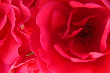 background macro image of a bright pink rose with stamens