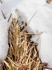 Cereal plant with long roots and hard leaves Leymus arenarius in natural conditions. Shooting in...