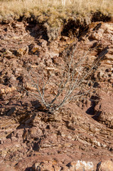 rock climbing, healthy lifestyle, environment concept. even on very textured surface of rocky mountain there are some plants and wild weed, that are growing between stones