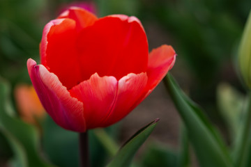 Red tulips. Red Tulip close-up on a blurry background. Spring flower background with space for text