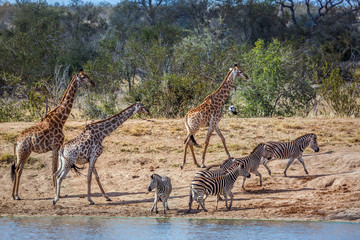 Naklejka premium Giraffe in Kruger National park, South Africa
