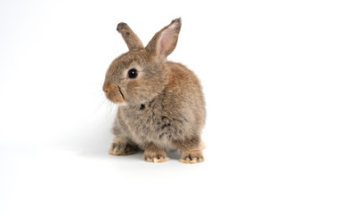 Furry and fluffy cute red brown rabbit erect ears are sitting look in the camera, isolated on white background. Concept of rodent pet and easter.