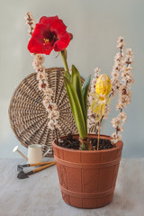 Flowering dark red hippeastrum (amaryllis) with garden decor