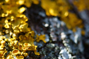 lichen on a tree