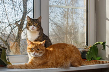 Red and gray cat sit together on the windowsill