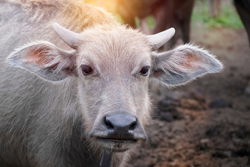 Fototapeta premium baby water buffalo on green grass and looking at camera