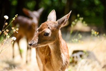 Portrait de petits chevreuils au milieu d'une foret en Europe durant l'été.