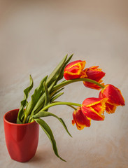 Flower red fringed tulips in a red vase