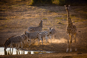 Fototapeta premium Plains zebra and giraffe in Kruger National park, South Africa
