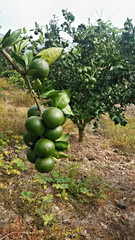 청귤 가득한 귤밭