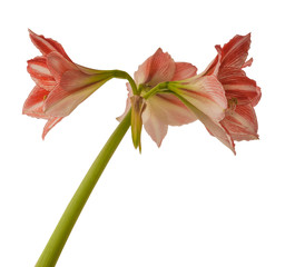 Hippeastrum (amaryllis) Diamond Group 