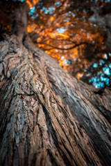 old tree trunk
