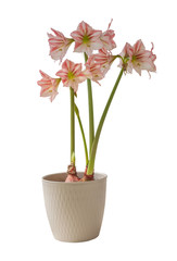 Hippeastrum (amaryllis) Diamond Group 