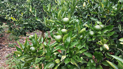 청귤 가득한 귤밭