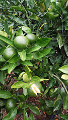 청귤 가득한 귤밭