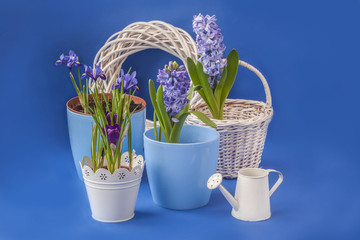 Spring flowers on a blue background