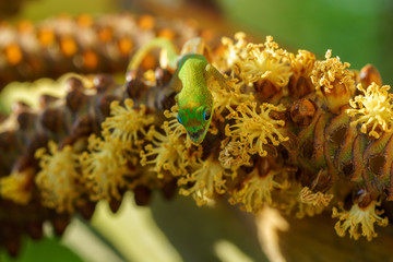 gecko vert sur fleurs jaunes