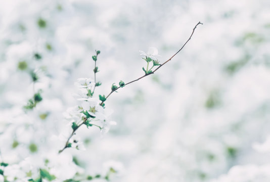 満開のユキヤナギ　Processed with VSCO with v1 preset