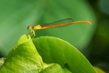 libellule agrion orange sur feuille verte dans la nature