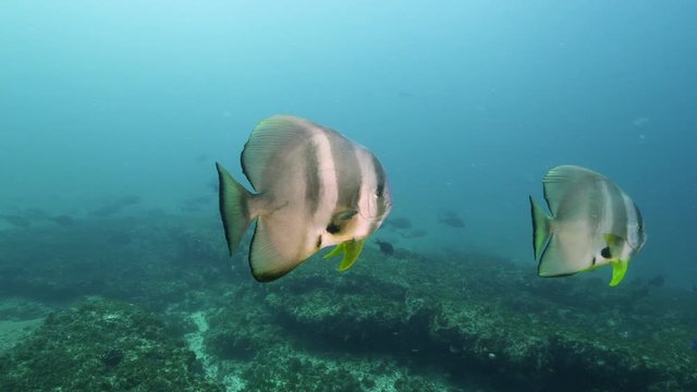 Scuba diving in South Africa at Aliwal Shoal, subject Platax