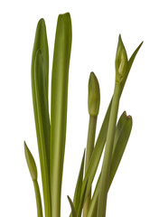 Buds and leaves Hippeastrum (amaryllis) on a white background isolated