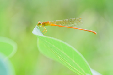 libellule agrion orange sur feuille verte dans la nature