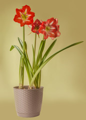 Amaryllis (Hippeastrum) Galaxy Group 